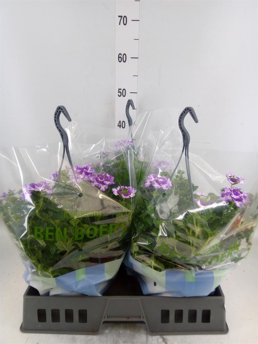 <h4>Verbena   ...</h4>