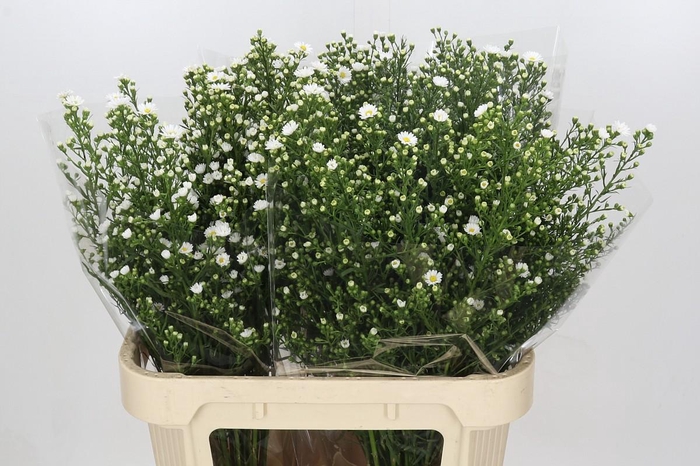 <h4>Aster Paquita</h4>