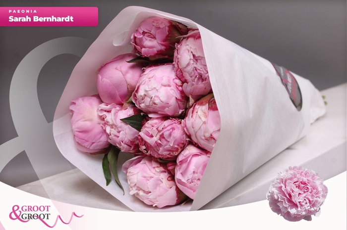 Paeonia Sarah Bernhardt | Heavy Quality