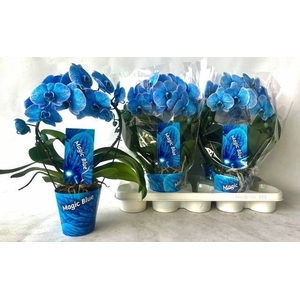 .Phalaenopsis round blue