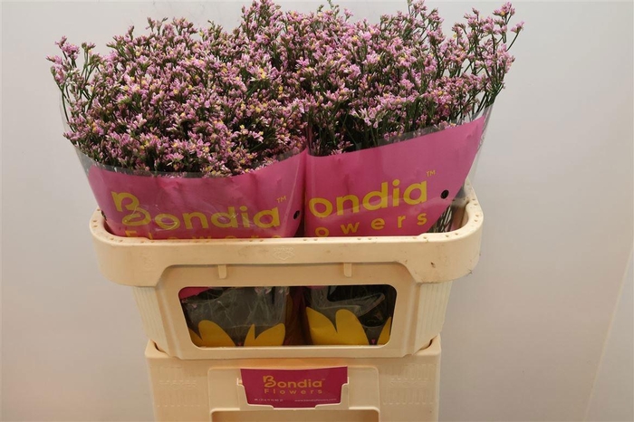 <h4>LIM SIN BLUSH DIA</h4>