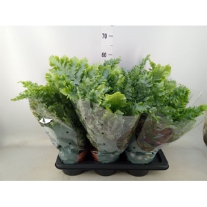 Phlebodium aureum 'Davana'