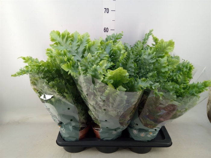 <h4>Phlebodium aureum 'Davana'</h4>