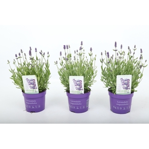 LAVANDULA ANG ARDECHE BLUE P13