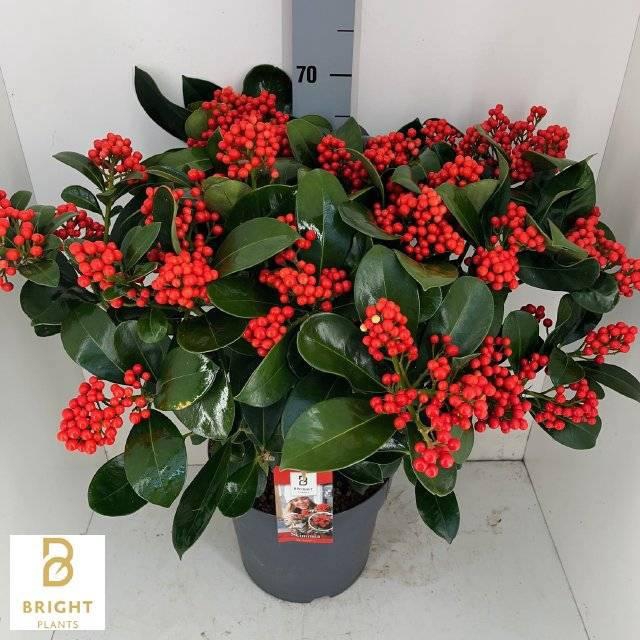 <h4>SKIM J VEITCHII</h4>