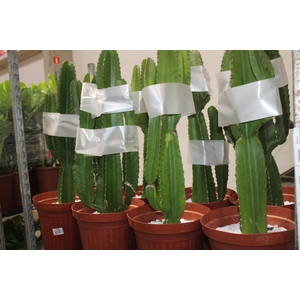 CACTUS EUPHORBIA MANDACARU P30