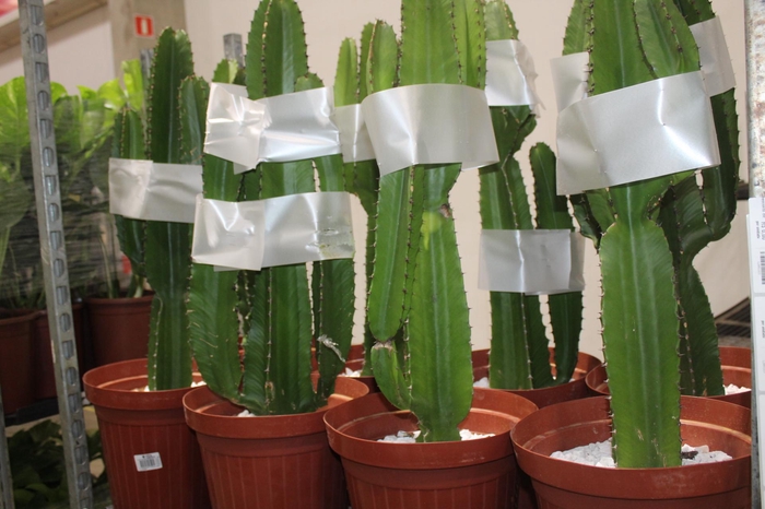 <h4>CACTUS EUPHORBIA MANDACARU P30</h4>