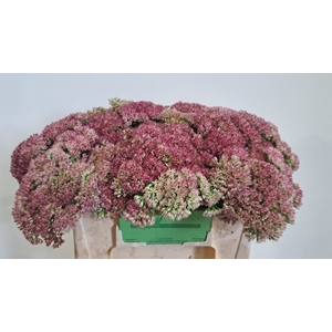 SEDUM SPECTABILE