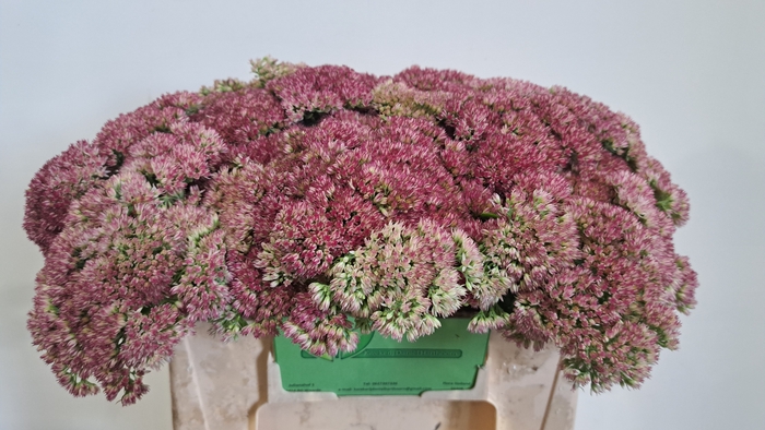 <h4>SEDUM SPECTABILE</h4>