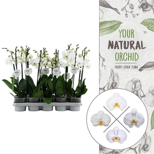 Your Natural Orchid | White 50cm | Phalaenopsis 2 spike