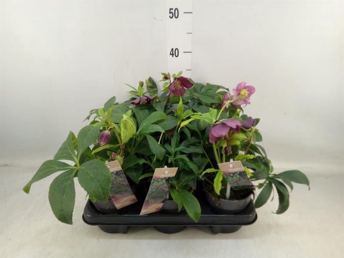 <h4>Helleborus ori.</h4>