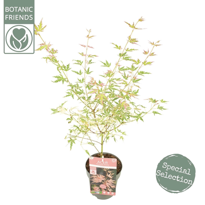<h4>Acer palm. 'Taylor'</h4>