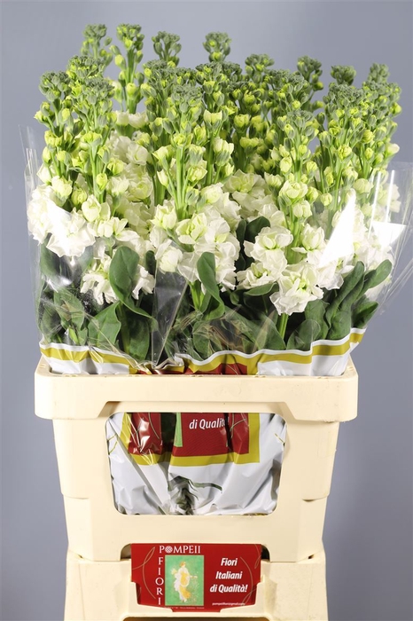 <h4>Matthiola Iron White</h4>