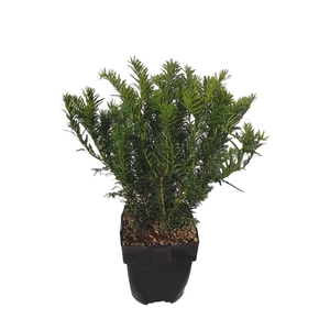 Taxus baccata 'Repandens' P17