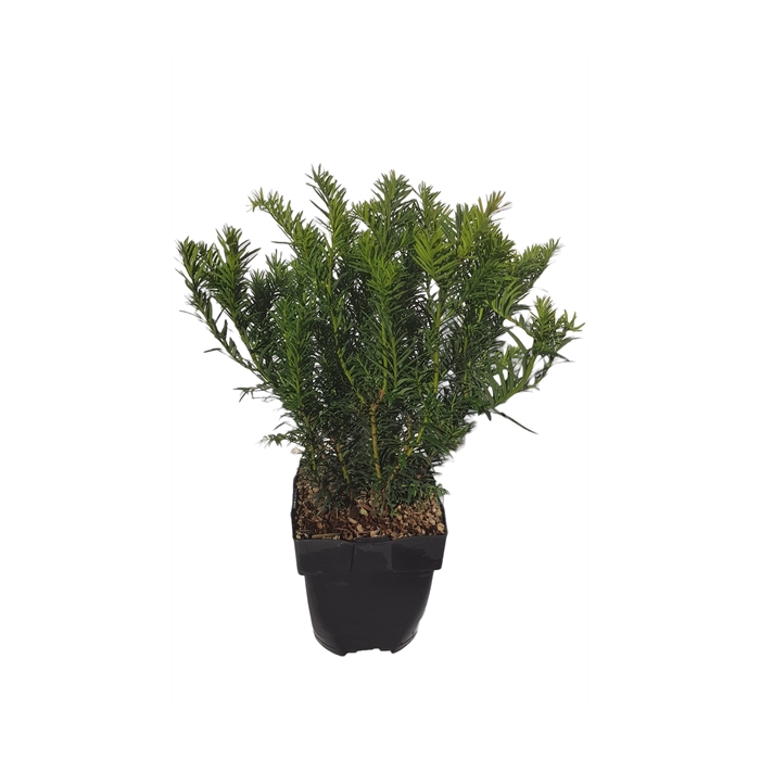 <h4>Taxus baccata 'Repandens' P17</h4>