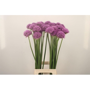 Allium Gladiator Extra