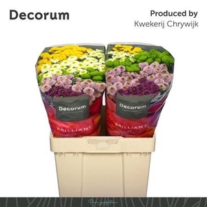 Chr San Pompo Gem Bs