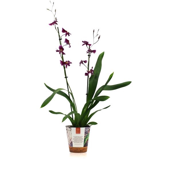 <h4>Inca Cambria Blossomfalls 2 spike in Jungle cover</h4>