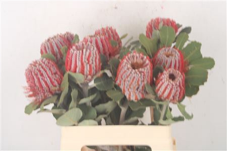 <h4>Banksia Coccinea</h4>