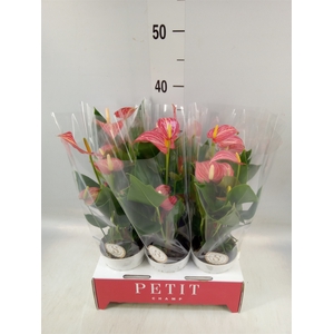 Anthurium andr. 'Livium Red Mirco'