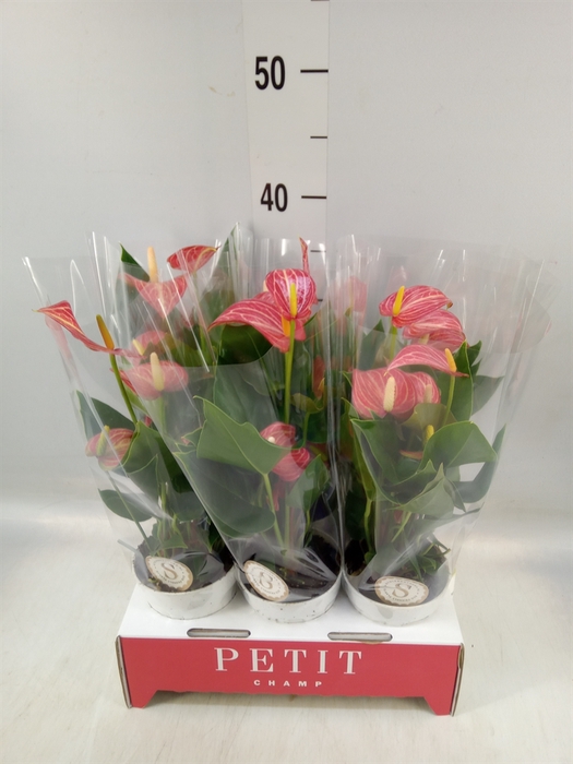 <h4>Anthurium andr. 'Livium Red Mirco'</h4>