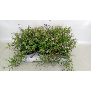 Cuphea hyssopifolia