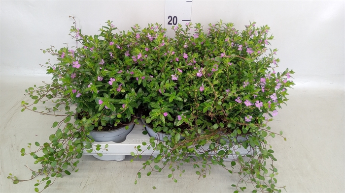 <h4>Cuphea hyssopifolia</h4>