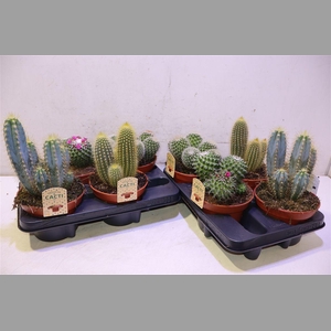 Cactus Gem