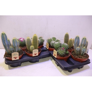 arr8 Cactus Gem