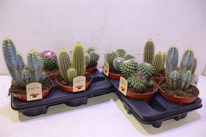<h4>arr8 Cactus Gem</h4>