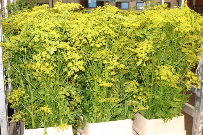 <h4>Angelica Gigas Yellow 130cm</h4>