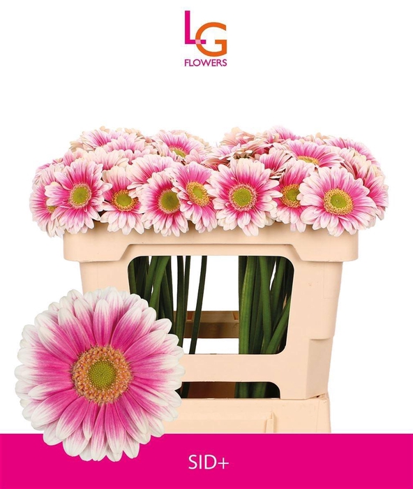 <h4>Germini Sid Water</h4>