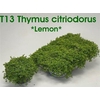 arr8 Thym Citriodorus Lemon