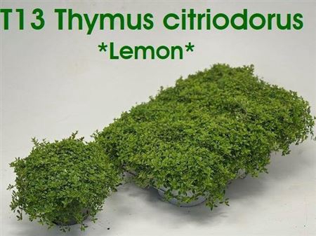arr8 Thym Citriodorus Lemon