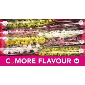 Mini cymbidium 'Mix' 70 cm