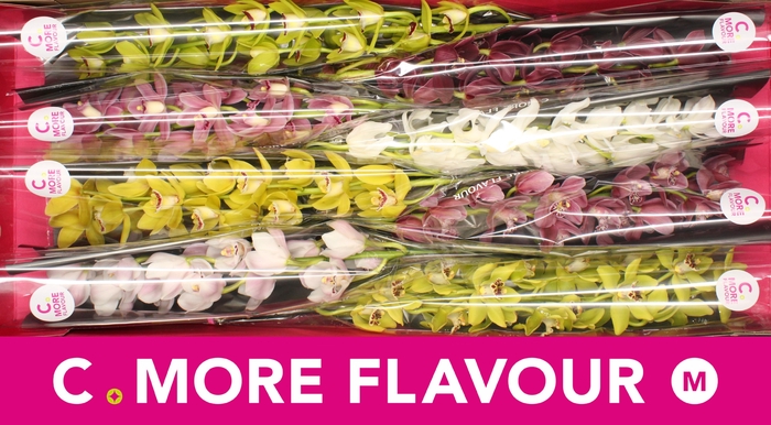 <h4>Mini cymbidium 'Mix' 70 cm</h4>