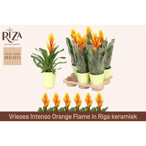 VRIES INTENSO FLAME