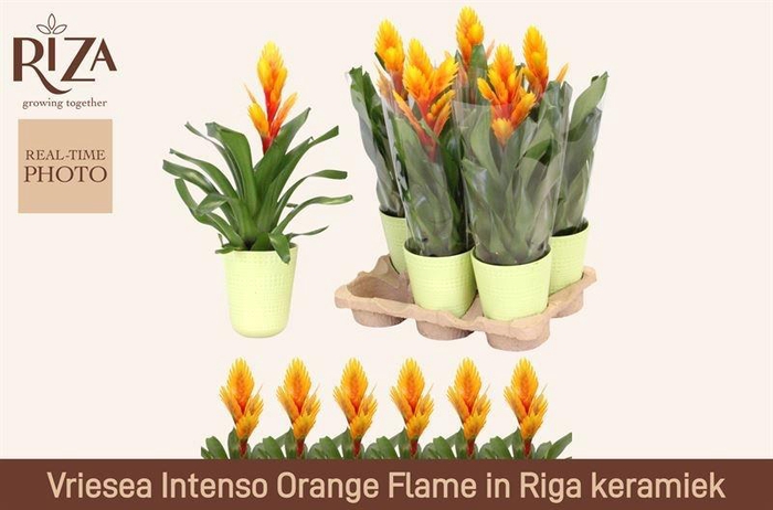 <h4>VRIES INTENSO FLAME</h4>