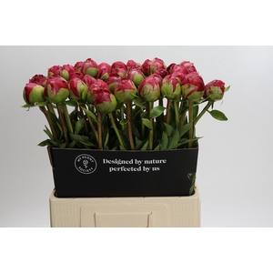 Paeonia Command Performance