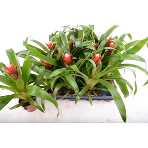 Guzmania   ...