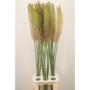 Eremurus Orange Princess