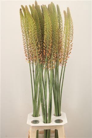 <h4>Eremurus Orange Princess</h4>
