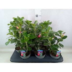 Adenium obesum 'Anouk'