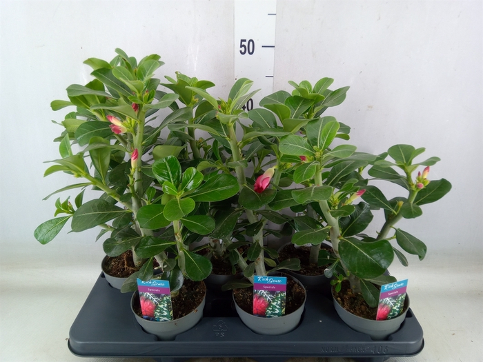 <h4>Adenium obesum 'Anouk'</h4>