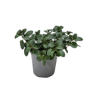Mentha spicata