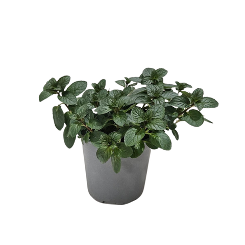 <h4>Mentha spicata</h4>