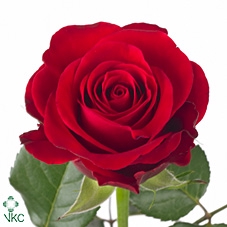 Rosa large red ribbon