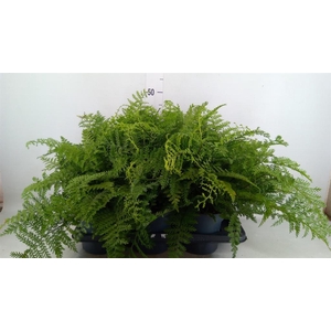 Asplenium  'Parvati'