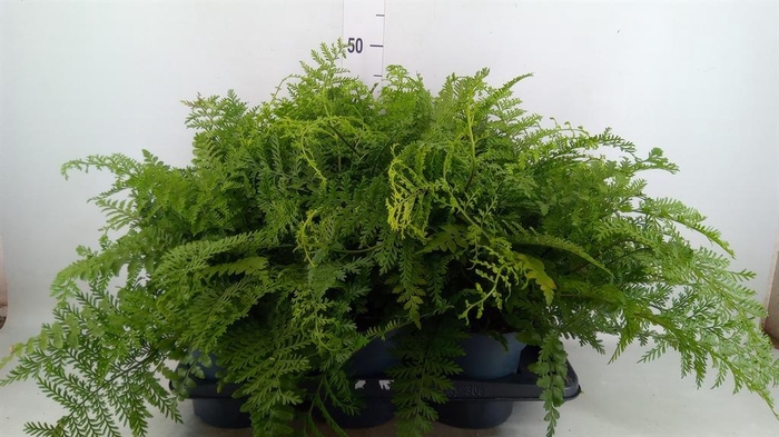 <h4>Asplenium  'Parvati'</h4>