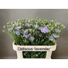 Didiscus Blauw